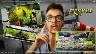Miniature : crevettes, poissons, écrevisse - JE VOUS MONTRE 4 BEAUX AQUARIUMS ! [AQUARIOPHILIE]