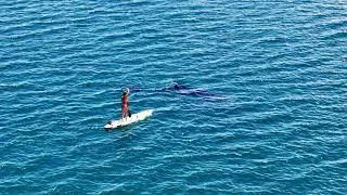 Miniature : Whale shark and paddle board