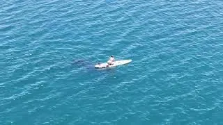 Miniature : Golfo Dulce Whale shark  paddleboard