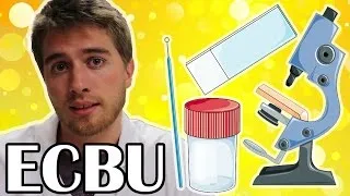 Miniature : DE L'URINE AU MICROSCOPE (ECBU)