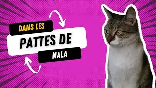 Miniature : La caméra insta sur mon chat