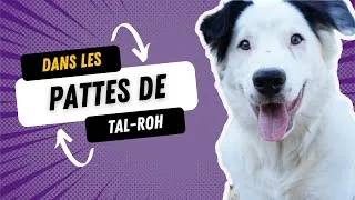 Miniature : La caméra insta360 sur mon Border Collie