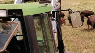 Miniature : Avec les bisons