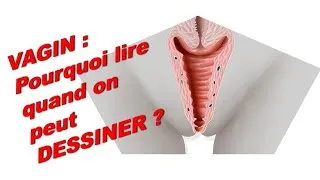 Miniature : L'Anatomie du Vagin  L'explication visuelle que tu attendais