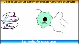 Miniature : DESSINER L'OSTÉOCYTE  Comprends la cellule osseuse en 4 min Schéma Complet
