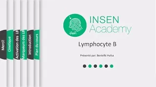 Miniature : Les Lymphocytes B