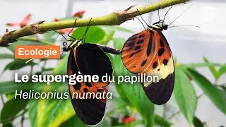 Miniature : Écologie & évolution : le supergène du papillon Heliconius numata