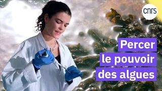 Miniature : Ces algues qui protègent les cultures | Reportage CNRS