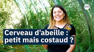 Miniature : LA SCIENCE FACE CAM - Cerveau d'abeille : petit mais costaud ?