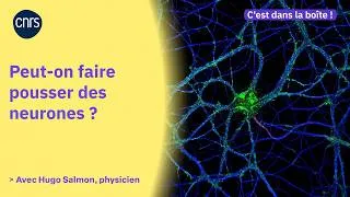 Miniature : Peut-on faire pousser des neurones ? | C'est dans la boîte ! - S3-EP. 4