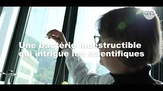 Miniature : Une bactérie indestructible qui intrigue les scientifiques I Focus sciences I CNRS Alpes