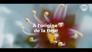 Miniature : À l’origine de la fleur I Focus sciences I CNRS Alpes
