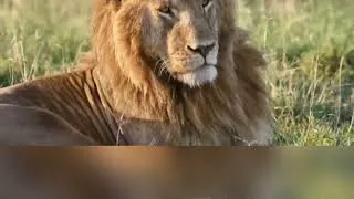 Miniature : «Scarface», le Roi Lion du Kenya, est mort