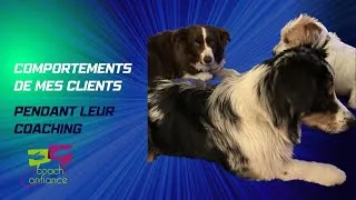 Miniature : Les comportements de mes clients coachés #coachingdevie #seancedecoaching #chiens