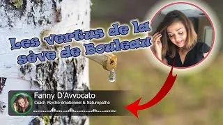 Miniature : 🌿 Découvrez la Sève de Bouleau  Une Cure Détox Naturelle pour votre Bien être 🌿