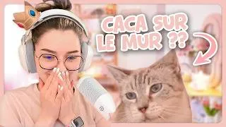 Miniature : 😔 C'était TERRIBLE comme 1ère expérience avec un chat !