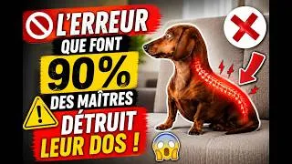 Miniature : Les dangers cachés des chiens à pattes courtes !🐶🚨
