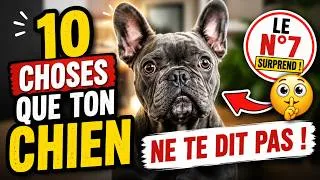 Miniature : Ce Secret n°7 Explique ENFIN le Comportement de ton Chien!
