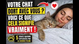 Miniature : Votre chat dort avec vous ? Voici ce que cela signifie vraiment !😺