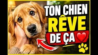Miniature : 9 Habitudes Quotidiennes Que Ton Chien Aimerait Vivre Avec Toi !❤️🐾
