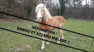 Miniature : SÉPARATION ! AZZARO ET NABOO MALADES ? 😱