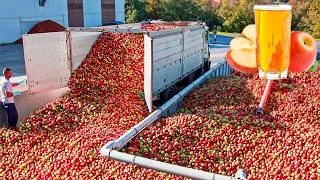 Miniature : Comment le jus de pomme industriel est fabriqué | Comment le jus de pomme est produit en usine