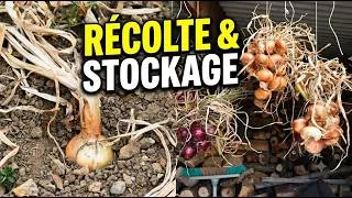 Miniature : Quand récolter ses oignons et comment bien les conserver?