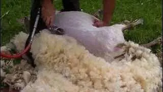 Miniature : Mouton - comment tondre les moutons?