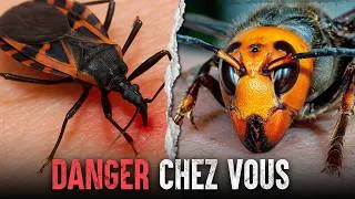 Miniature : Les insectes les plus mortels : comment leur survivre ?