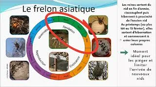 Miniature : Visioconférence de présentation du projet de lutte contre le frelon asiatique