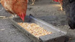 Miniature : Paisaiatik azietarat – 2. atala: Laborantza-laboreak
