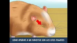 Miniature : Cómo ayudar a un hámster con los ojos pegados
