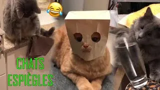 Miniature : COMPILATION DE CHATS ESPIÈGLES