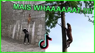 Miniature : COMPILATION : LES CHIENS LES PLUS SPORTIFS SUR TIKTOK (TRUC DE DINGUE 😲 )