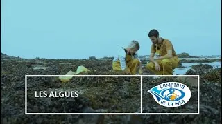 Miniature : Comptoir de la mer X @evandebretagne : les algues