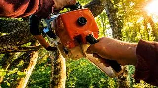 Miniature : 🪓 Retour en forêt : je ne m'attendais pas à un tel chantier… 🌲