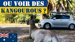 Miniature : Ou Voir des Kangourous en Australie ?
