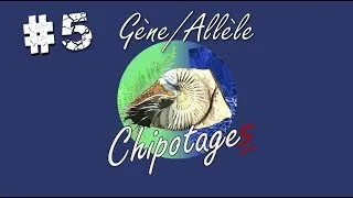 Miniature : Chipotages #05 - Gène/Allèle