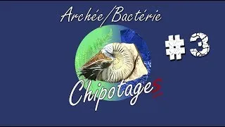 Miniature : Chipotages #03 - Archée/Bactérie