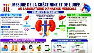 Miniature : IMPORTANCE ET EXPLICATION POUR LA MESURE DE LA CRÉATININE ET DE L'URÉE 