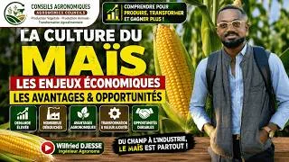 Miniature : Pourquoi Le Maïs Est La Culture La Plus Sous Estimé En Afrique