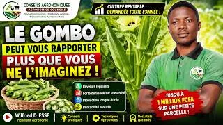 Miniature : Pourquoi La Culture Du Gombo Produit beaucoup D'Argent