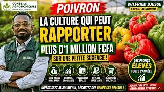 Miniature : Pourquoi Le Poivron Peut Vous Rendre Millionnaire Avant Beaucoup D'Autres Cultures