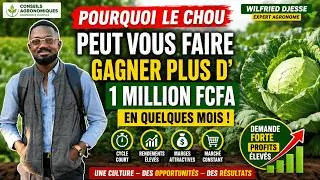 Miniature : Pourquoi Le Chou Peut Vous Faire Gagner Des Milliers de Francs