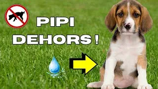Miniature : Comment apprendre à ton chien à faire pipi dehors 🐾 (Méthode simple et efficace)