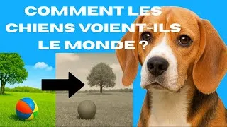 Miniature : Comment les chiens voient-ils le monde ? La vérité sur leur vision 🐶