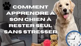 Miniature : Comment apprendre à son chien à rester seul sans stresser 🐶 | Astuces simples et efficaces