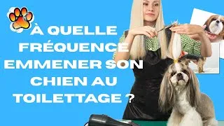 Miniature : À quelle fréquence emmener son chien au toilettage ? 🐶 Conseils et entretien maison