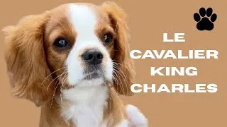 Miniature : Cavalier King Charles – Le compagnon royal qui fait craquer tout le monde