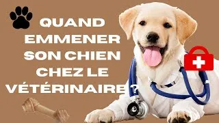 Miniature : Quand emmener son chien chez le vétérinaire ? 🐾 Vaccins, soins et conseils
